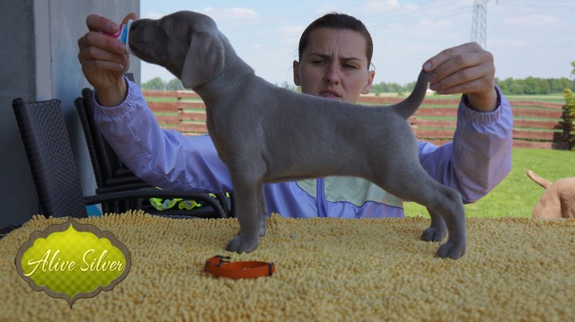 Miot F — 5 Weeks Puppies Weimaraner/Girls