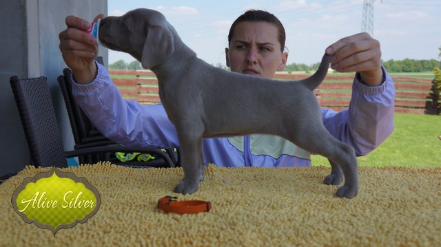 Miot F — 5 Weeks Puppies Weimaraner/Girls