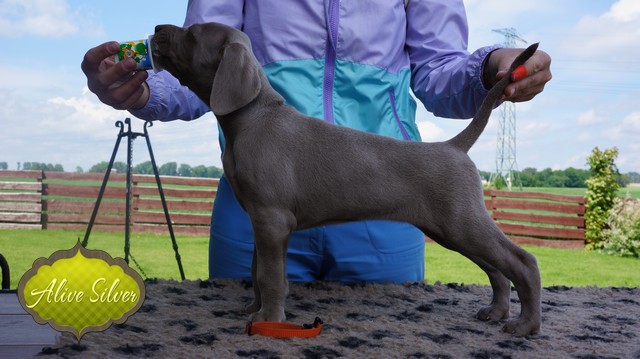 Miot F — 6 Weeks Puppies Weimaraner