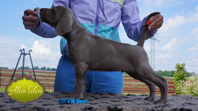 Miot F — 6 Weeks Puppies Weimaraner
