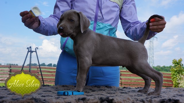 Miot F — 6 Weeks Puppies Weimaraner