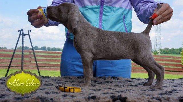 Miot F — 6 Weeks Puppies Weimaraner