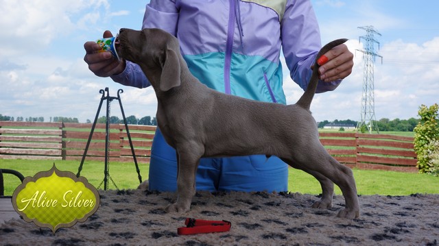 Miot F — 6 Weeks Puppies Weimaraner