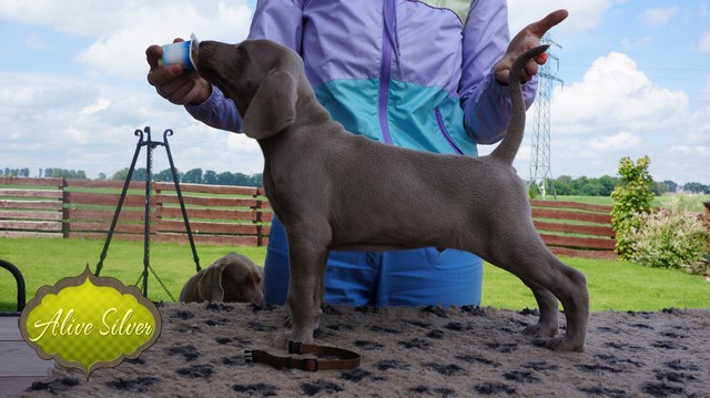 Miot F — 6 Weeks Puppies Weimaraner