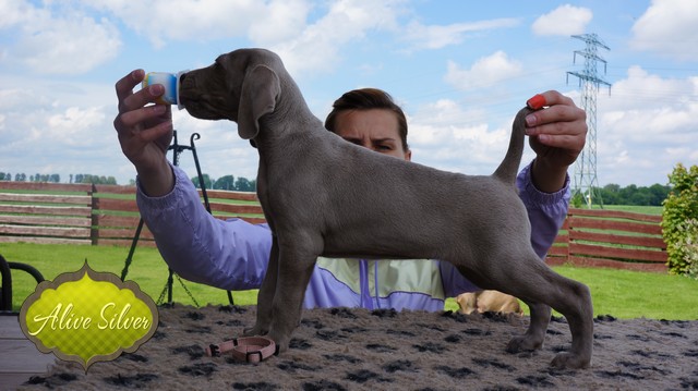 Miot F — 6 Weeks Puppies Weimaraner