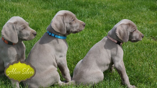 Miot F — 6 Weeks Puppies Weimaraner/Play