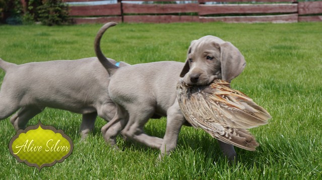 Miot F — 6 Weeks Puppies Weimaraner/Play