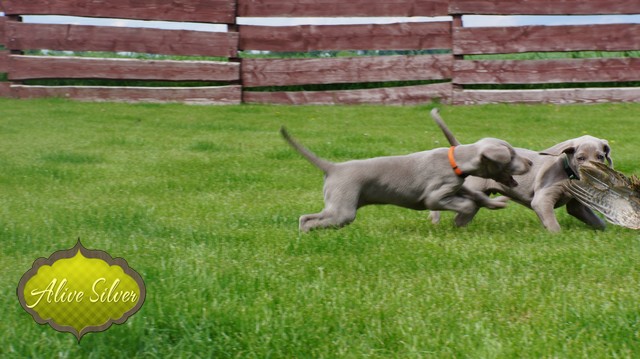 Miot F — 6 Weeks Puppies Weimaraner/Play