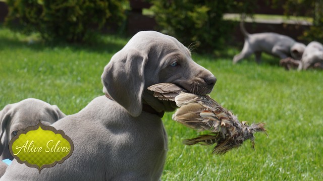 Miot F — 6 Weeks Puppies Weimaraner/Play