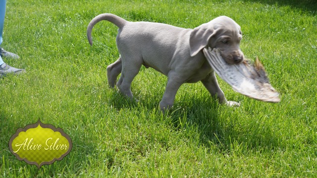 Miot F — 6 Weeks Puppies Weimaraner/Play