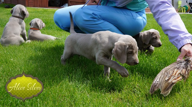 Miot F — 6 Weeks Puppies Weimaraner/Play