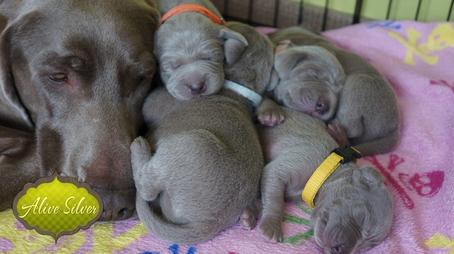 Miot F — 9 Day Puppies Weimaraner