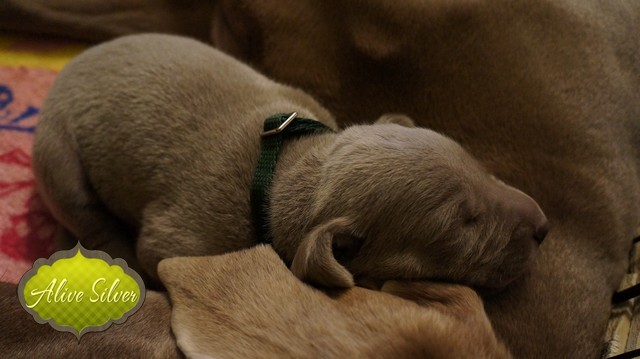 Miot F — 9 Day Puppies Weimaraner