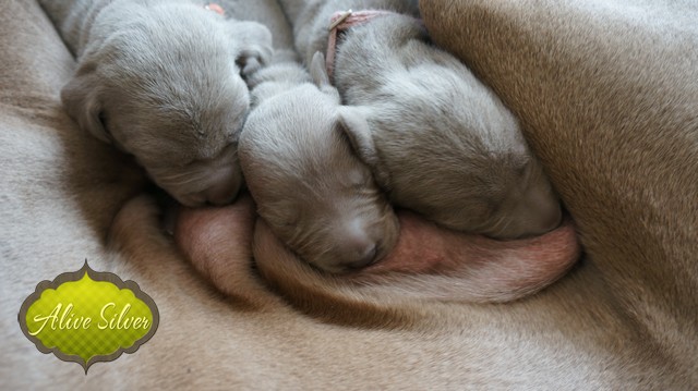 Miot F — 9 Day Puppies Weimaraner
