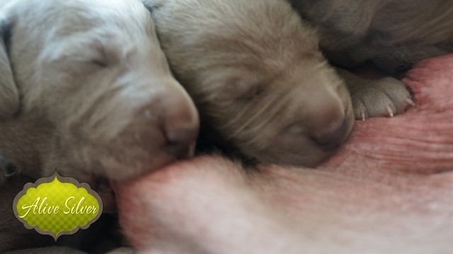 Miot F — 9 Day Puppies Weimaraner