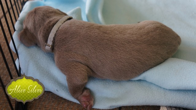 Miot F — 9 Day Puppies Weimaraner