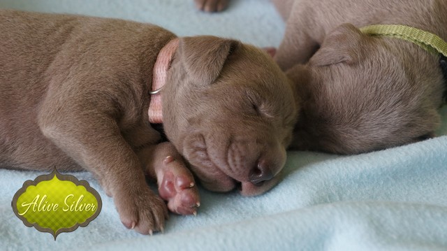Miot F — 9 Day Puppies Weimaraner