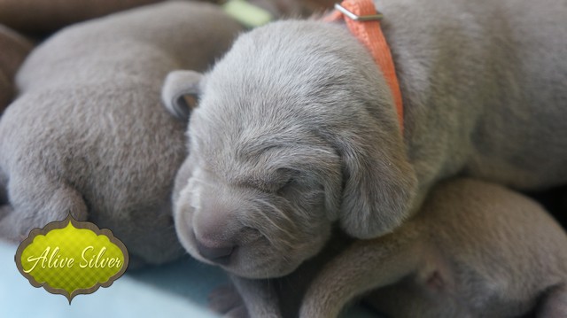 Miot F — 9 Day Puppies Weimaraner