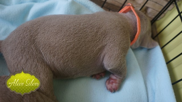 Miot F — 9 Day Puppies Weimaraner