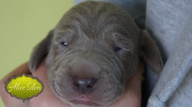 Miot F — 9 Day Puppies Weimaraner