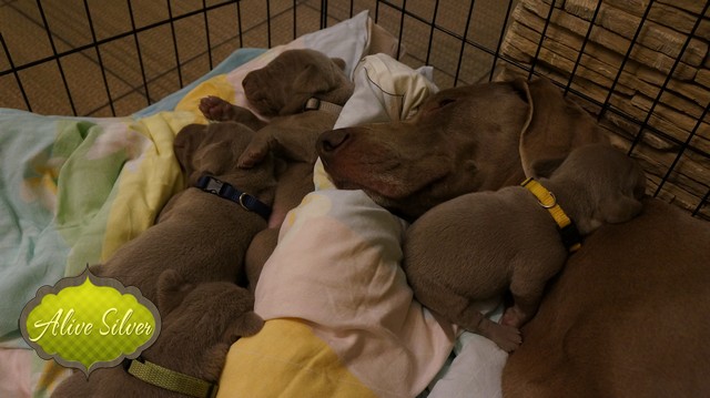 Miot F — 9 Day Puppies Weimaraner