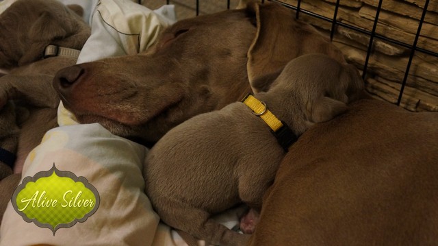Miot F — 9 Day Puppies Weimaraner