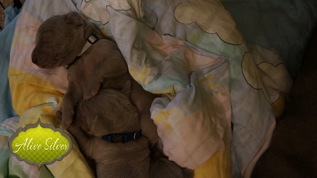 Miot F — 9 Day Puppies Weimaraner