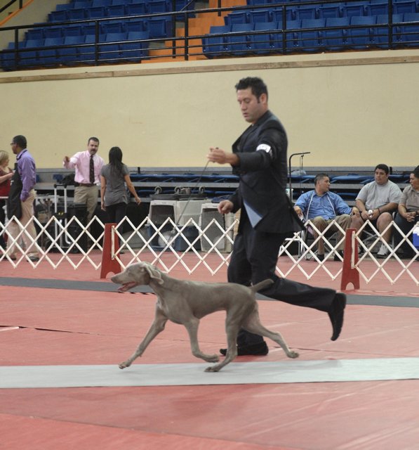Miot F — Fallon Alive Silver Weimaraner