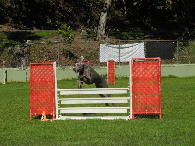 Miot F — Fallon Alive Silver Weimaraner
