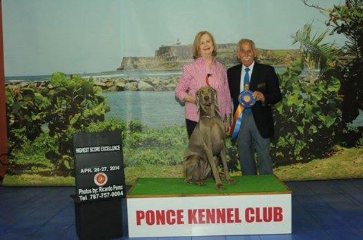 Miot F — Fallon Alive Silver Weimaraner