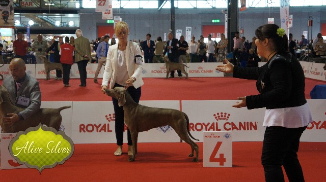 Miot F — Forest Lady Alive Silver Weimaraner