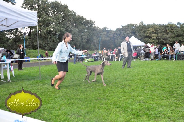 Miot F — Forest Lady Alive Silver Weimaraner