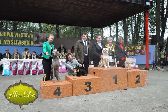 Miot F — Forest Lady Alive Silver Weimaraner