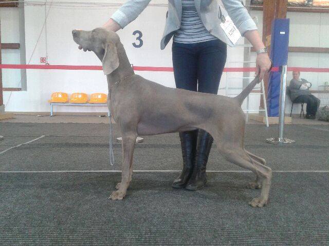 Miot F — Forest Lady Alive Silver Weimaraner