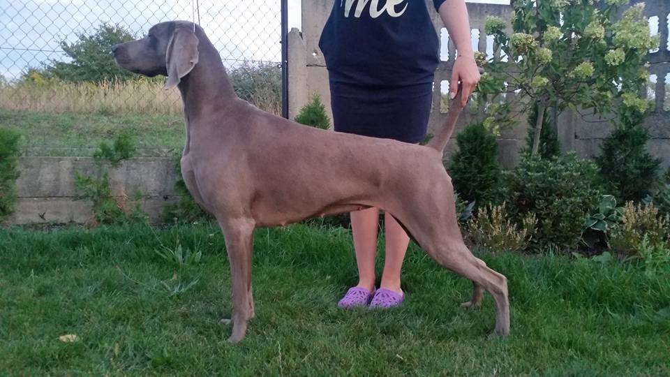 Miot F — Forest Lady Alive Silver Weimaraner