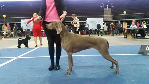 Miot F — Forest Lady Alive Silver Weimaraner