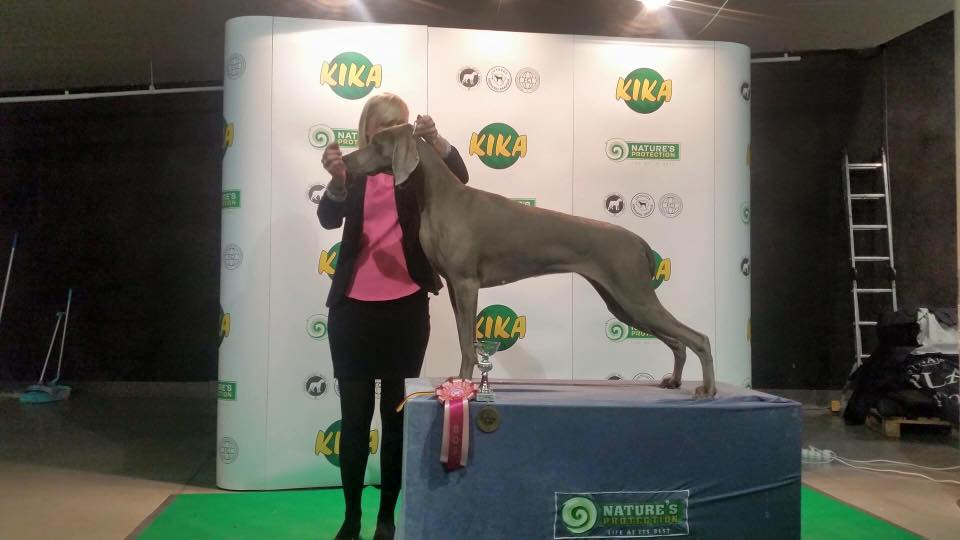 Miot F — Forest Lady Alive Silver Weimaraner