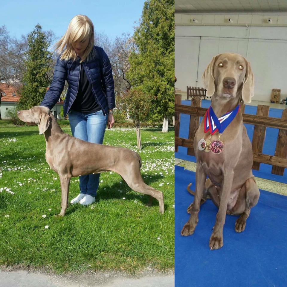 Miot F — Forest Lady Alive Silver Weimaraner