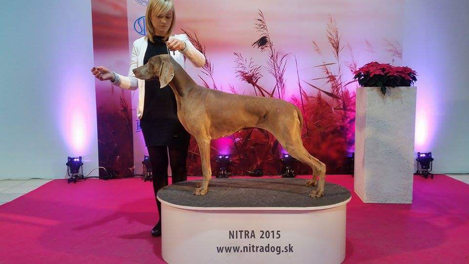 Miot F — Forest Lady Alive Silver Weimaraner