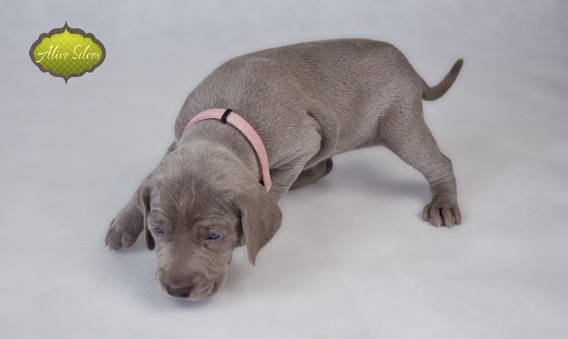Miot F — Forest Lady Alive Silver Weimaraner