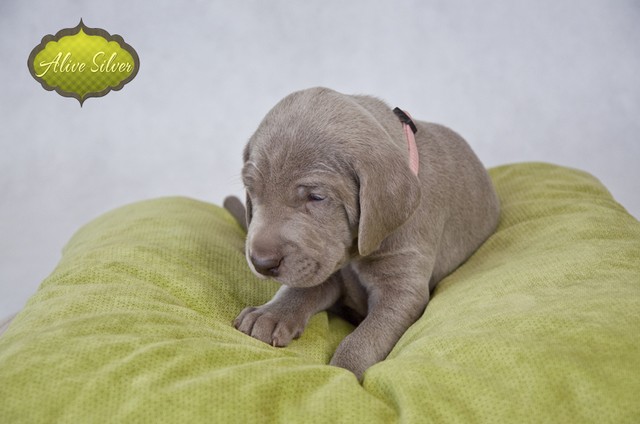 Miot F — Forest Lady Alive Silver Weimaraner