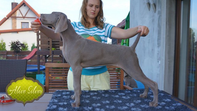 Miot F — Forest Lady Alive Silver Weimaraner