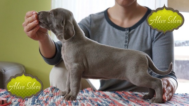Miot F — Forest Lady Alive Silver Weimaraner