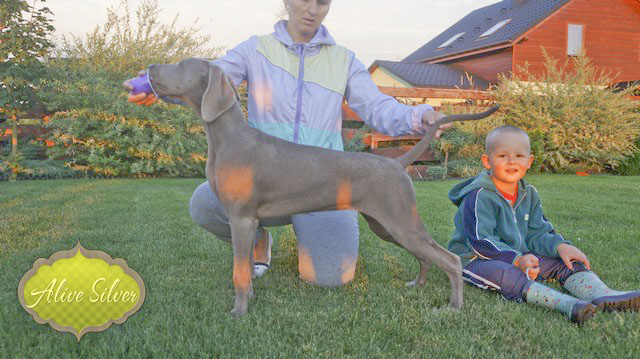 Miot F — Forest Lady Alive Silver Weimaraner