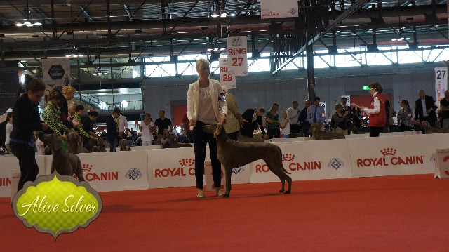 Miot F — Forest Lady Alive Silver Weimaraner/Word Dog Show Milano 2015