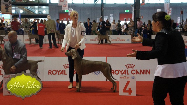 Miot F — Forest Lady Alive Silver Weimaraner/Word Dog Show Milano 2015