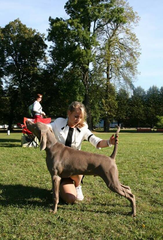 Miot F — Forrest Alive Sliver Weimaraner