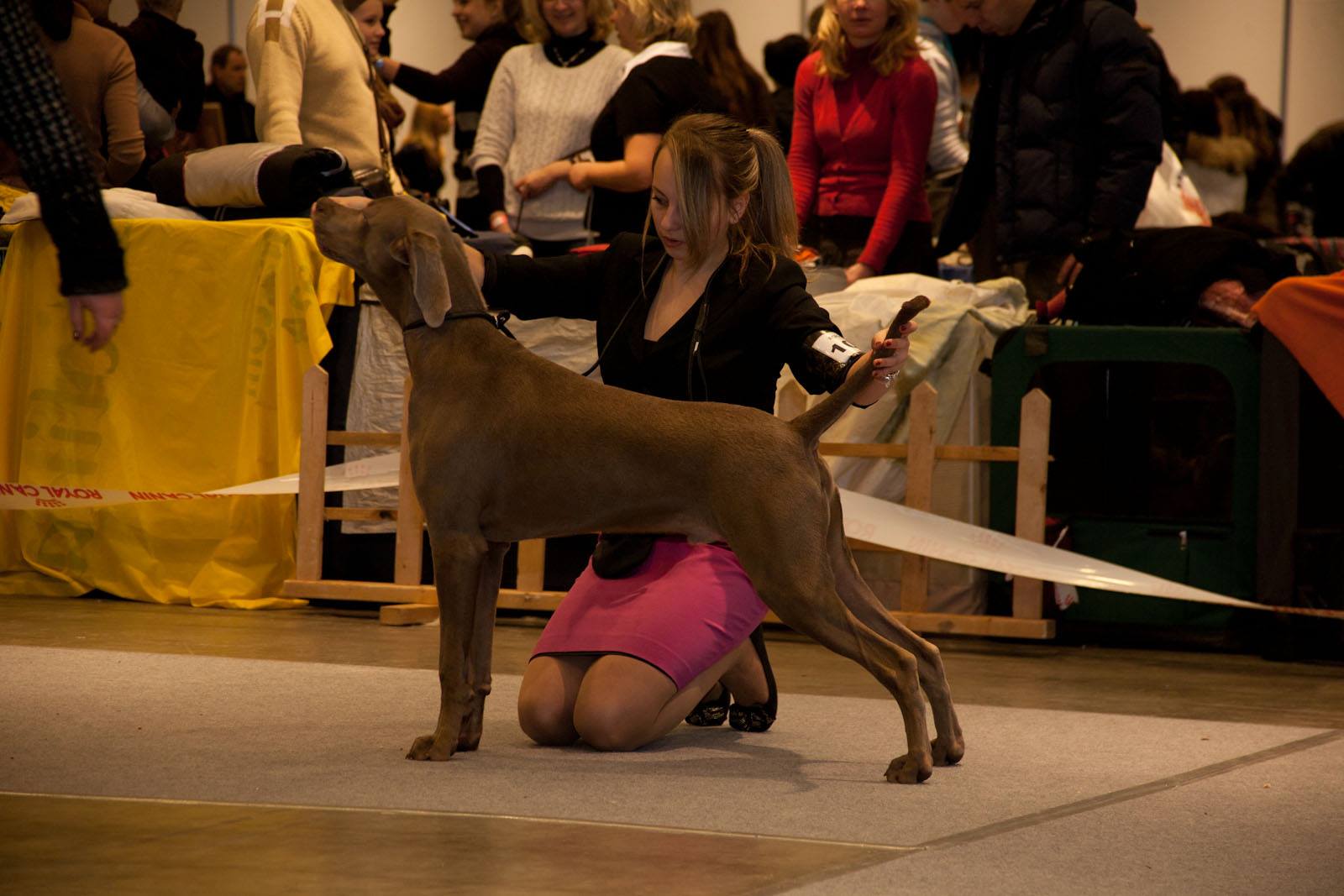Miot F — Forrest Alive Sliver Weimaraner