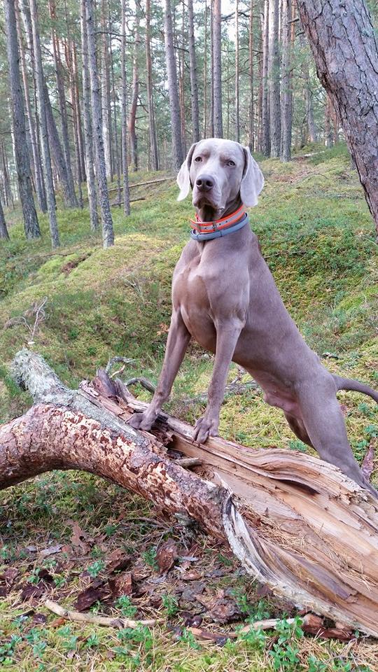 Miot F — Forrest Alive Sliver Weimaraner