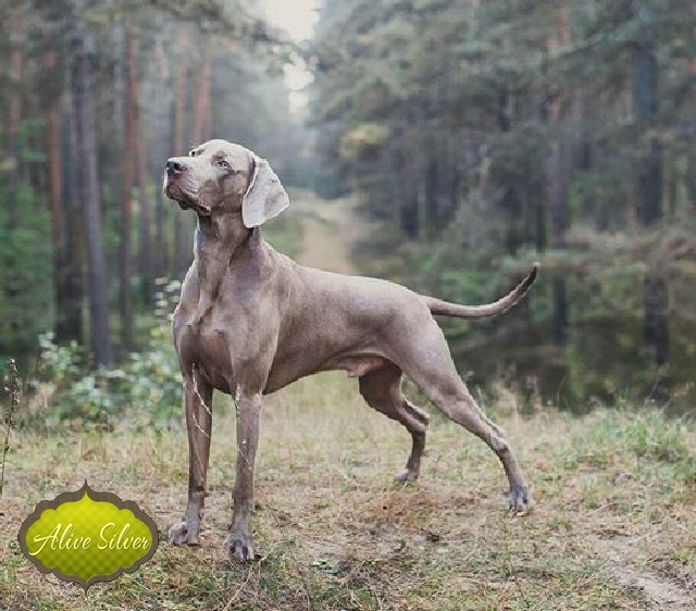 Miot F — Forrest Alive Sliver Weimaraner/Dog Show Panevezis 2015